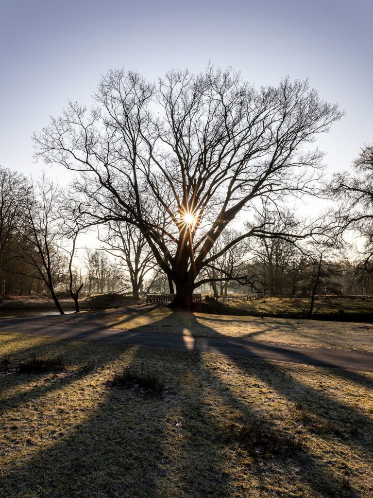 Short Awe Walks Lower Stress in Controlled Studies Sunlight through trees on a forest path
